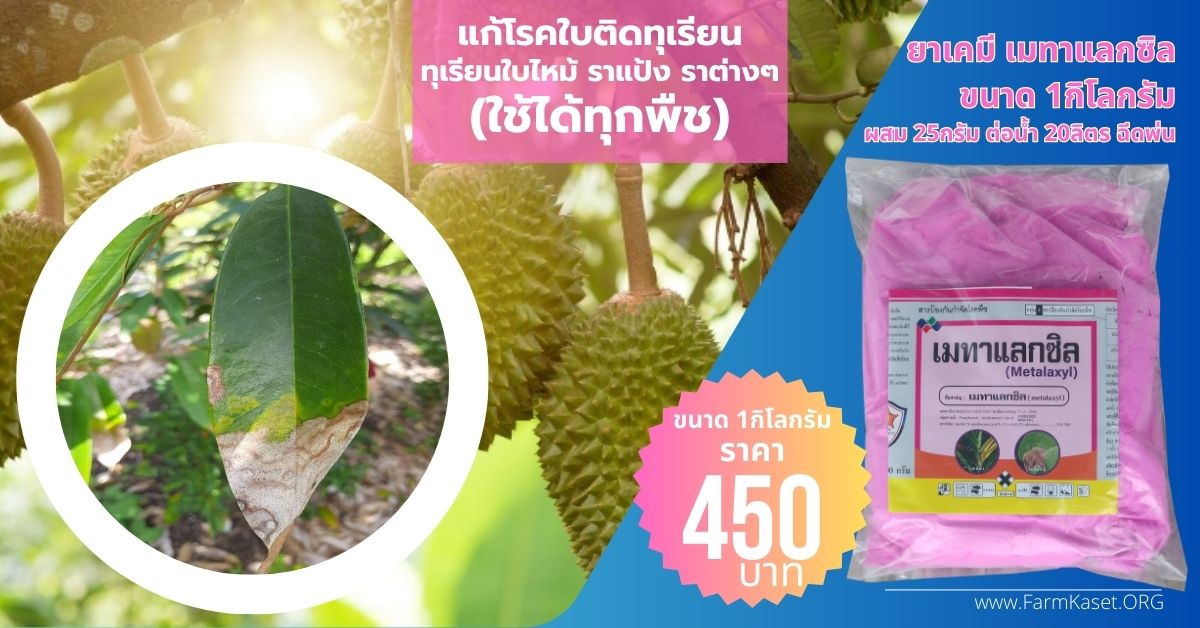 โรคใบติดทุเรียน ทุเรียนใบไหม้